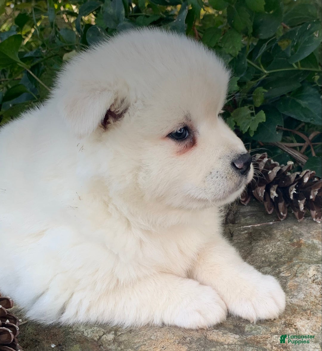 Alaskan Klee Kai dogs for sale: Winter~ Gorgeous Loving Boy~!!! - Ad 8