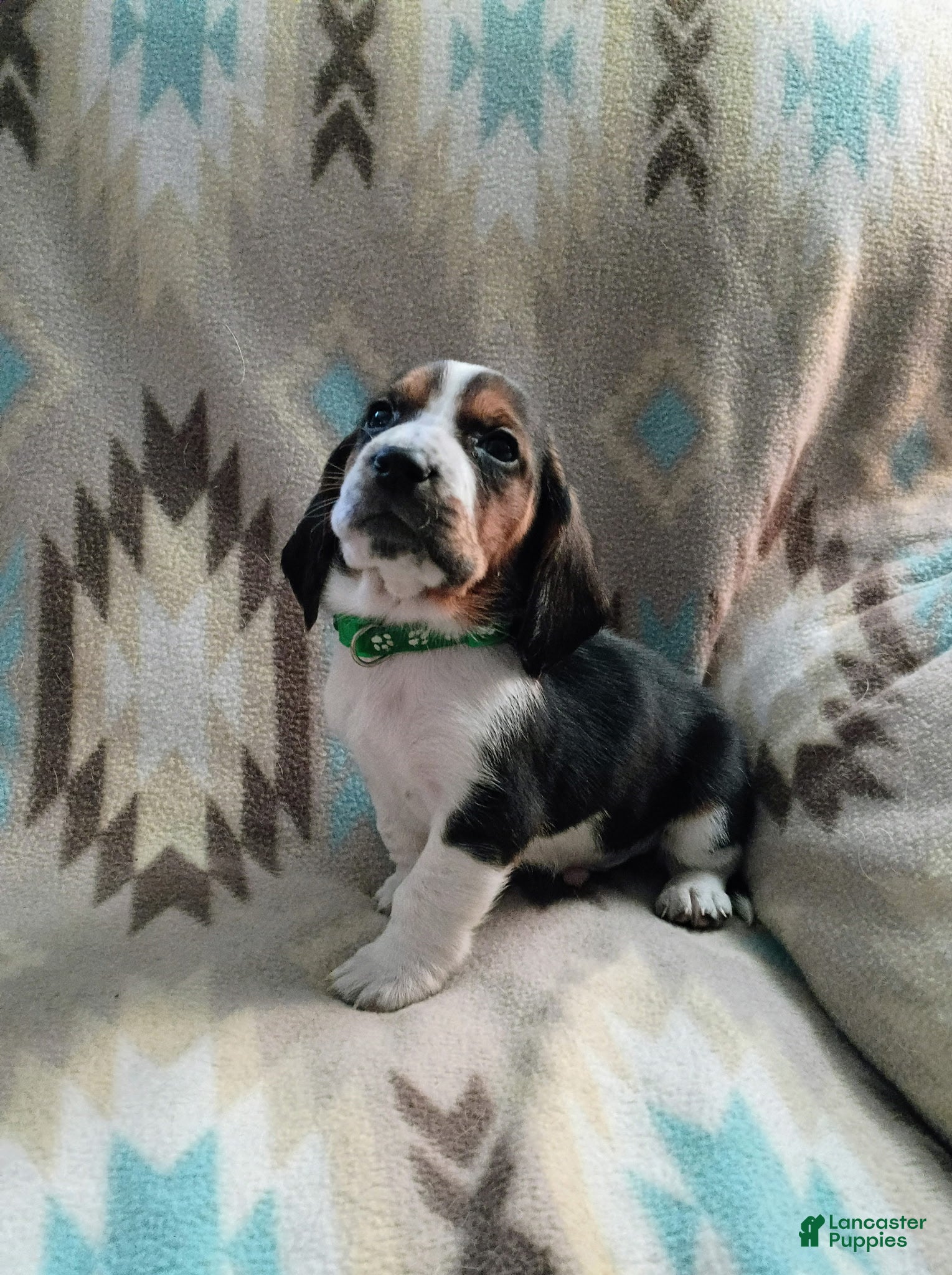 Basset Hound dogs Tommy-green - Ad 20