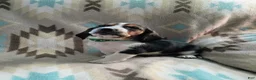 Basset Hound dogs for sale: Tommy-green - Ad 1