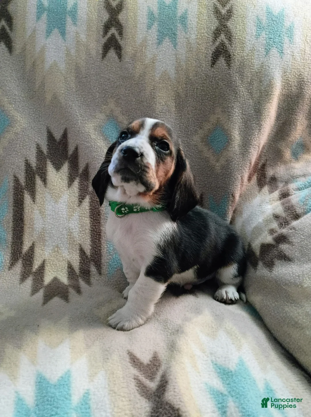 Basset Hound dogs for sale: Tommy-green - Ad 1