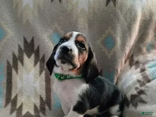 Basset Hound dogs Tommy-green - Ad 23