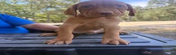 Vizsla dogs for sale: Green - Ad 3