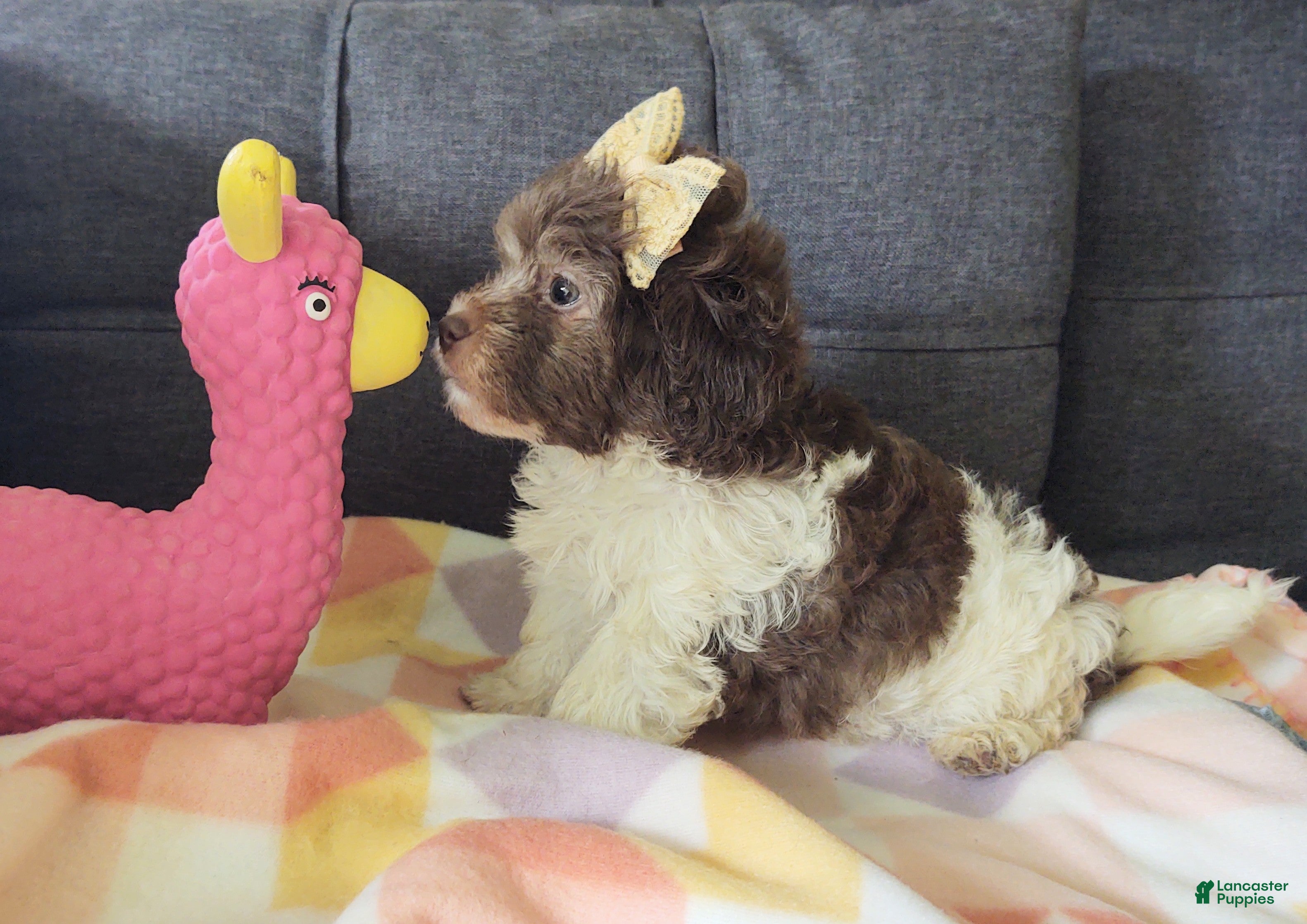 Maltipoo dogs Lilybird - Ad 1