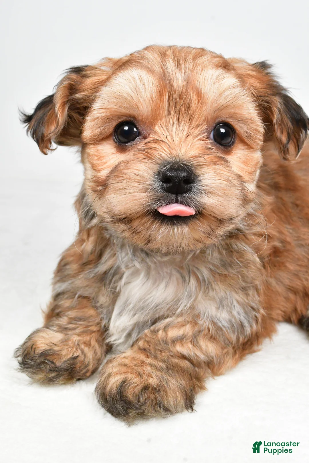 Morkie dogs for sale: Daryl - Ad 5