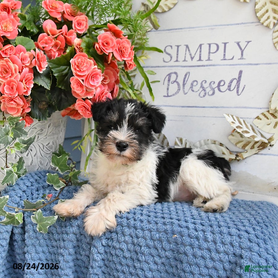 Miniature Schnauzer dogs Forrest - Ad 2