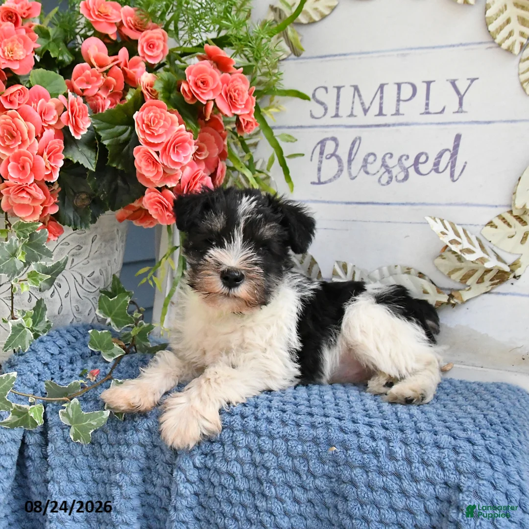 Miniature Schnauzer dogs for sale: Forrest - Ad 2