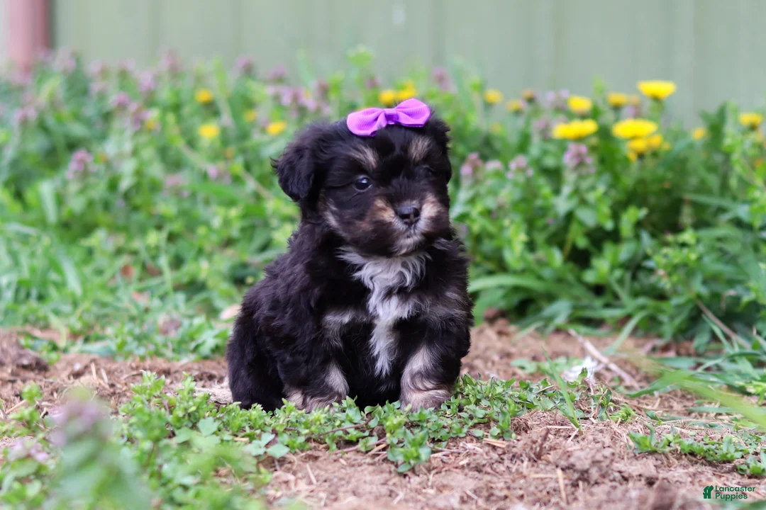 Mini Aussiedoodle dogs for sale: Hazel - Ad 2