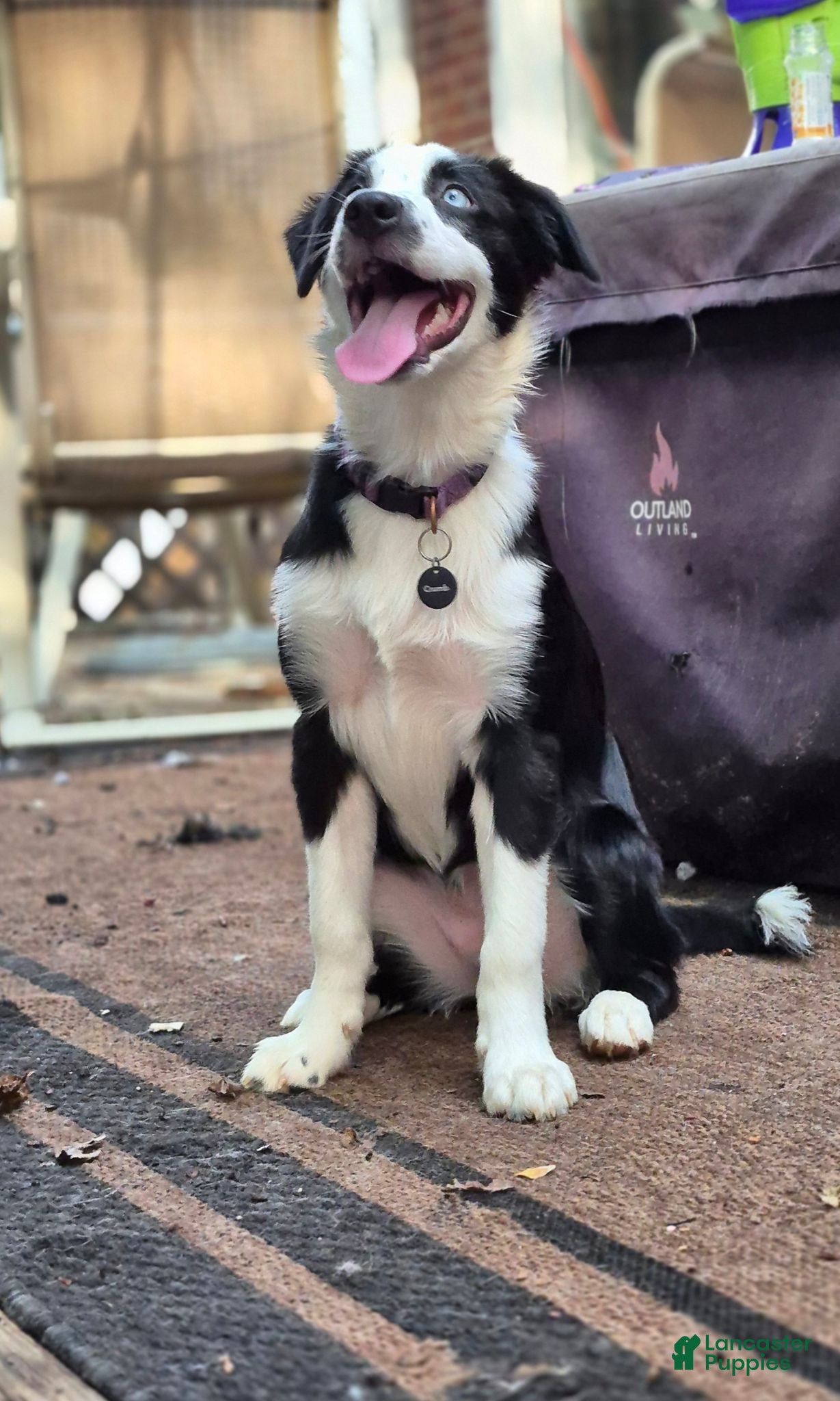 Australian Shepherd dogs Oakley - Ad 7