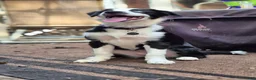 Australian Shepherd dogs for sale: Oakley - Ad 1