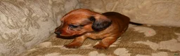 Miniature Dachshund dogs for sale: Cinnamon - Ad 8