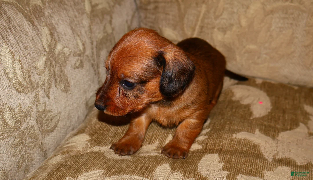 Miniature Dachshund dogs for sale: Cinnamon - Ad 8
