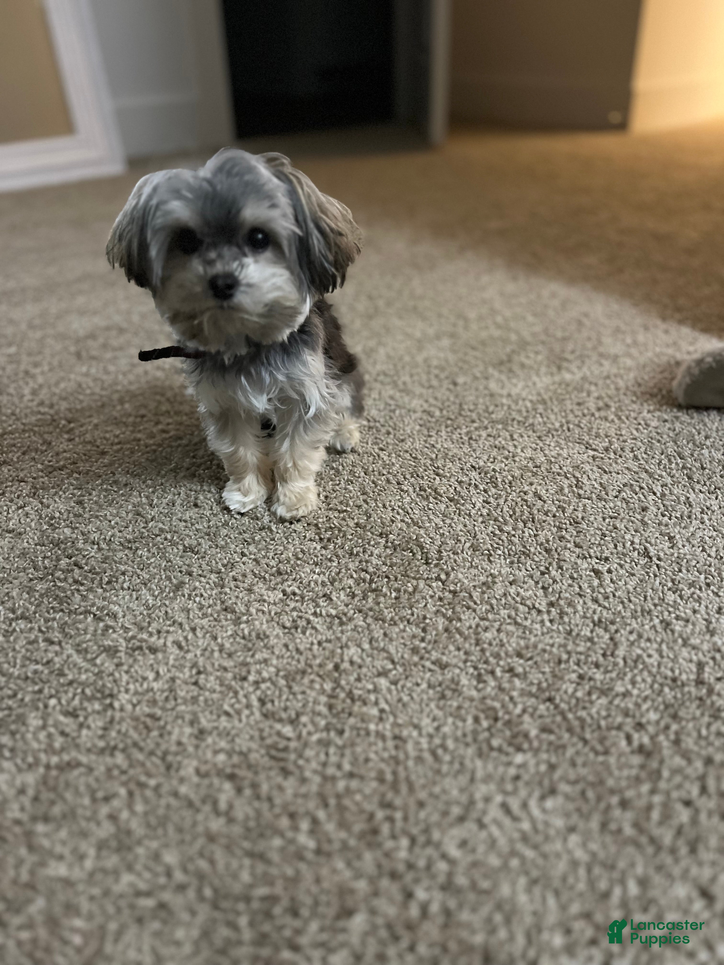 Yorkiepoo dogs Chipotle  - Ad 22