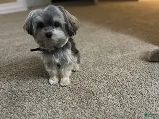 Yorkiepoo dogs Chipotle - Ad 41