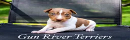 Rat Terrier dogs for sale: Boy 1 - Ad 1