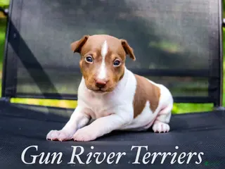 Rat Terrier dogs Boy 1 - Ad 6