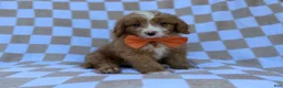 Mini Goldendoodle dogs for sale: Larry - Ad 4