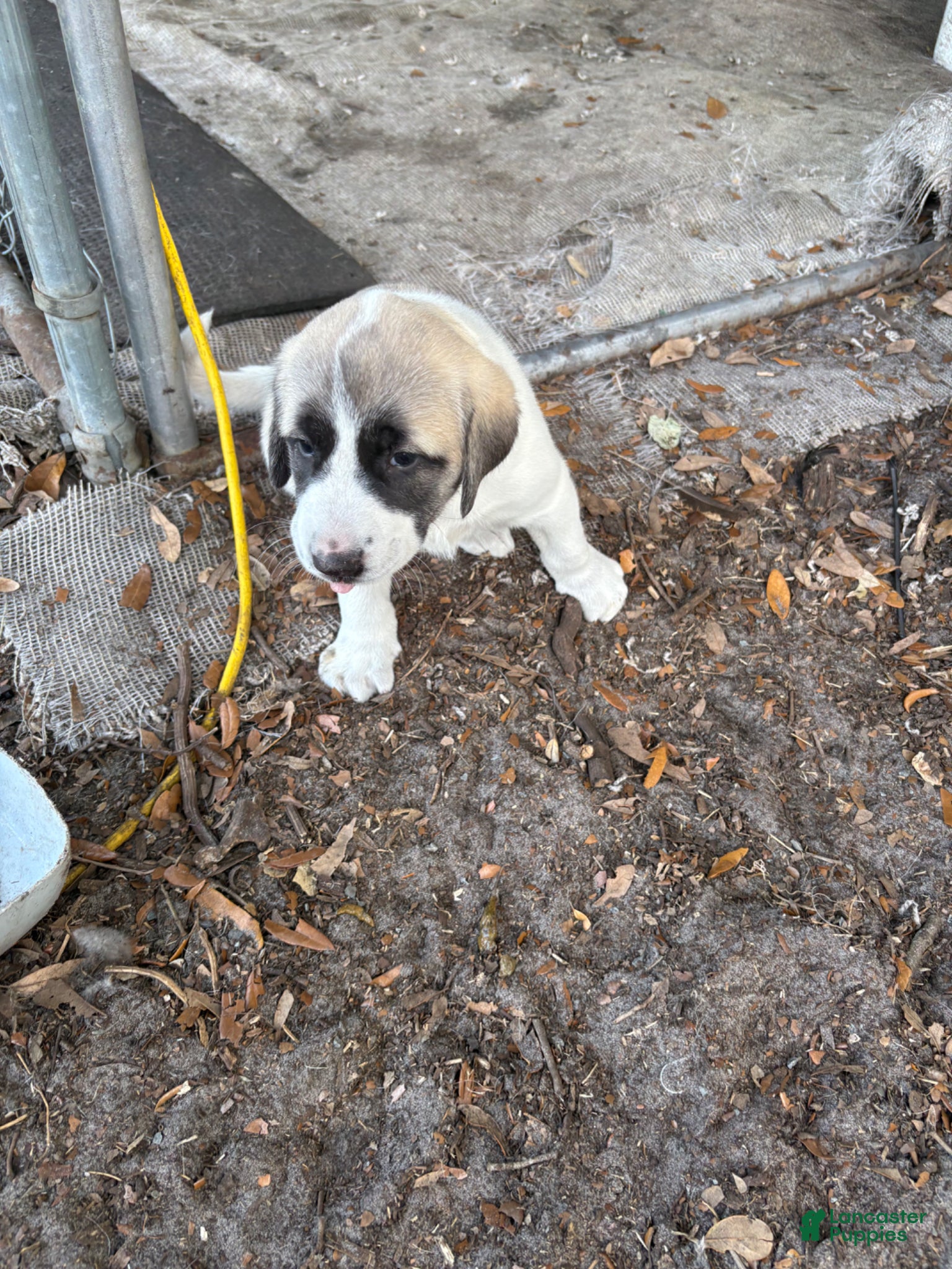Anatolian Shepherd dogs Anatolian Shepherd Puppy 3 - Ad 2