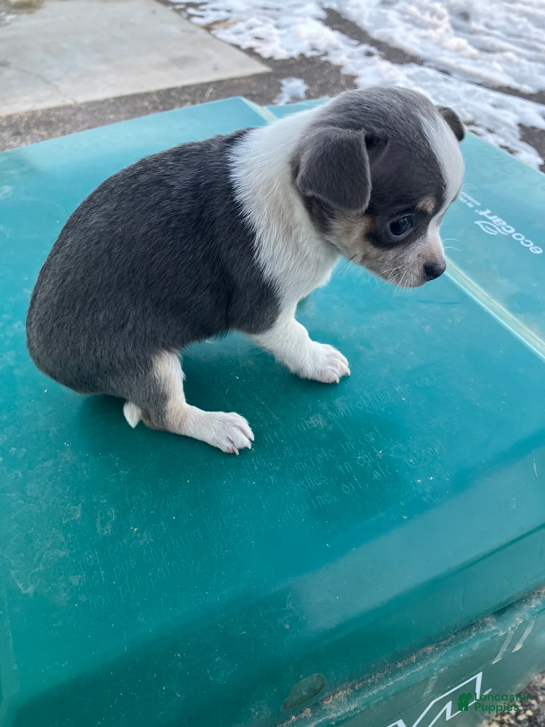 Chihuahua dogs for sale: Akc Tonner - Ad 4