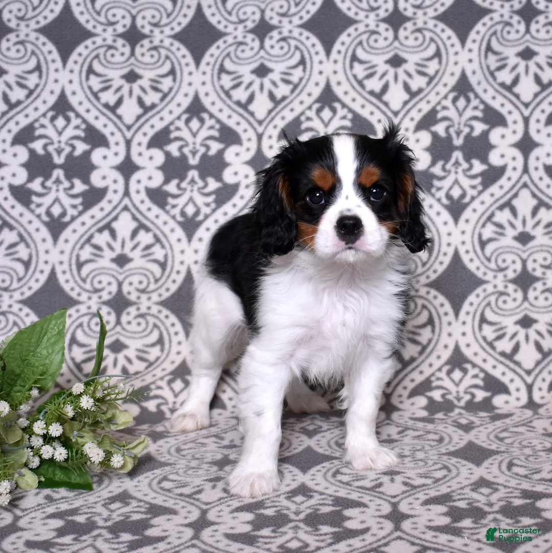 Cavalier King Charles Spaniel dogs for sale: Oreo - Ad 2