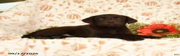 Labrador Retriever dogs for sale: Melody - Ad 3