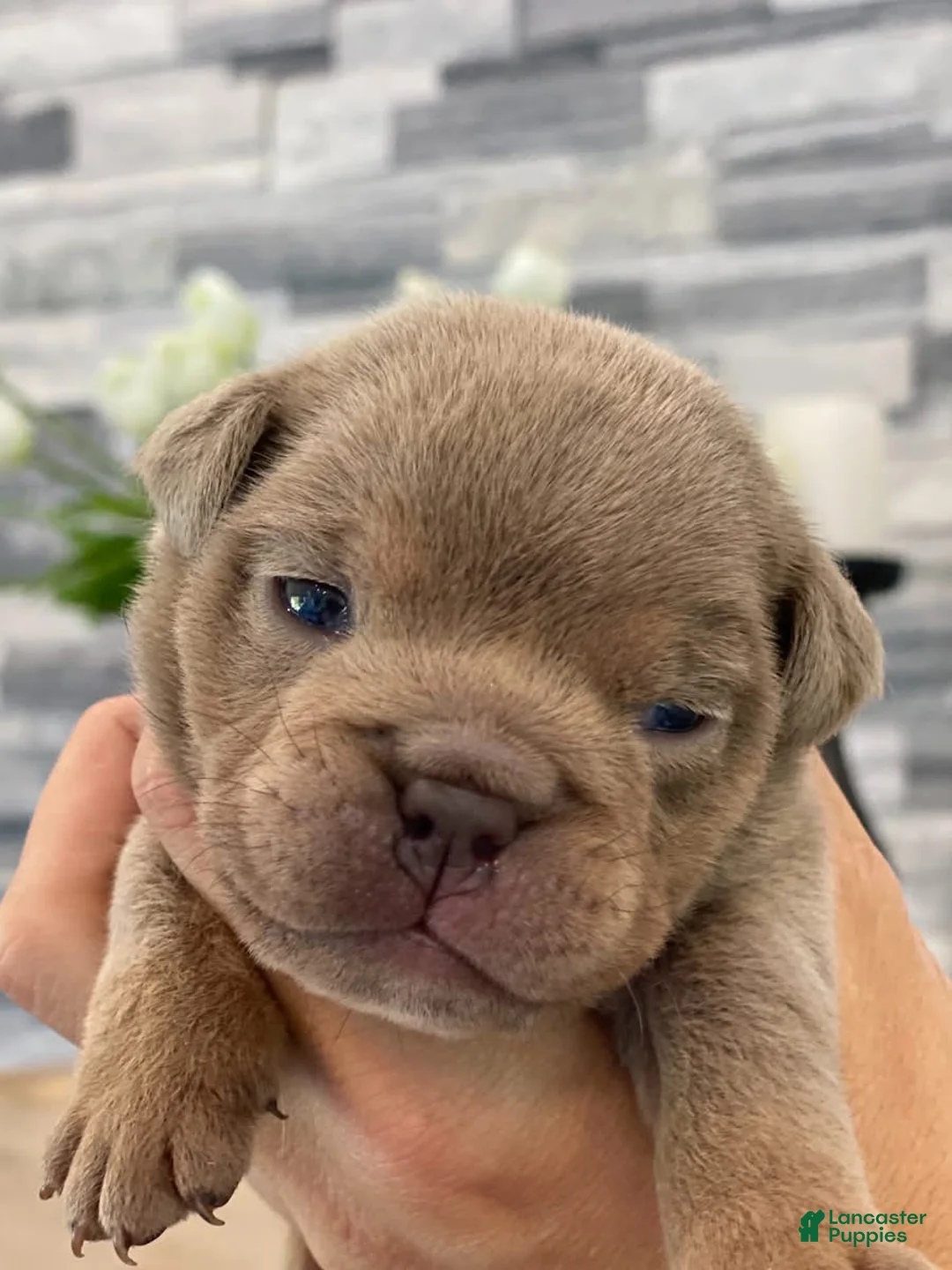 English Bulldog dogs for sale: ELMER - Ad 1