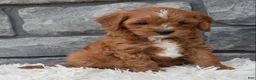 Cavapoo dogs for sale: Rocco  - Ad 6