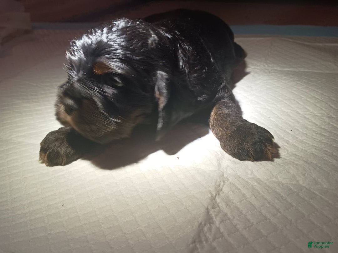 Cocker Spaniel dogs for sale: Cocker Spaniel Puppy 1 - Ad 6