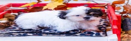 Shih Tzu dogs for sale: Lanceton - Ad 6