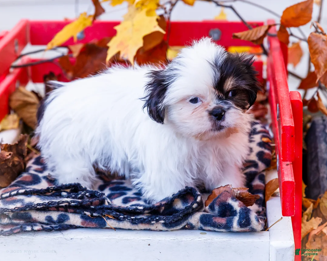 Shih Tzu dogs for sale: Lanceton - Ad 20