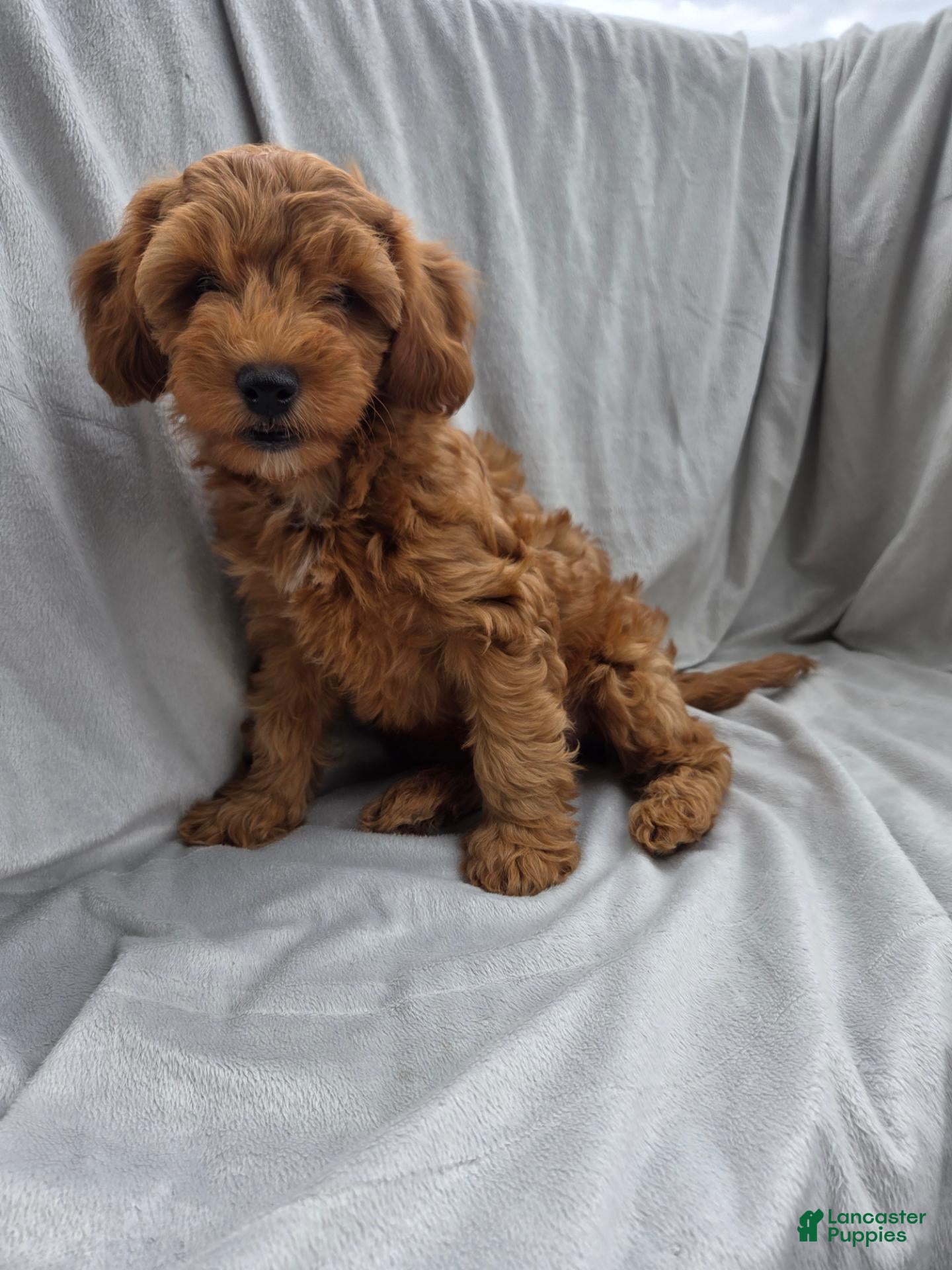 Cavapoo dogs for sale: Cavapoo 1 - Ad 1