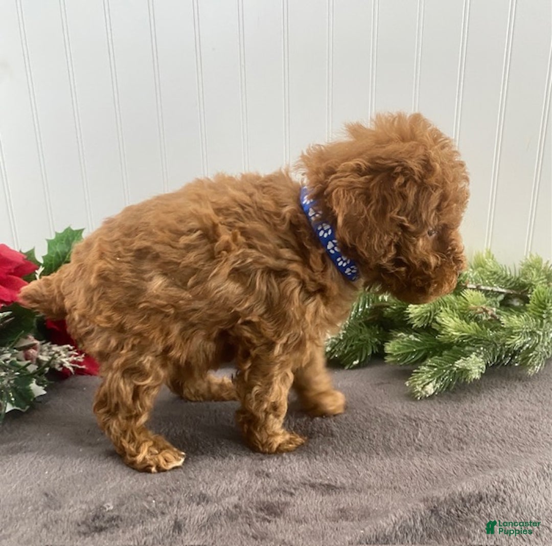 Toy Poodle dogs for sale: Buster - Ad 5