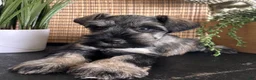 Miniature Schnauzer dogs for sale: Tommy - Ad 3