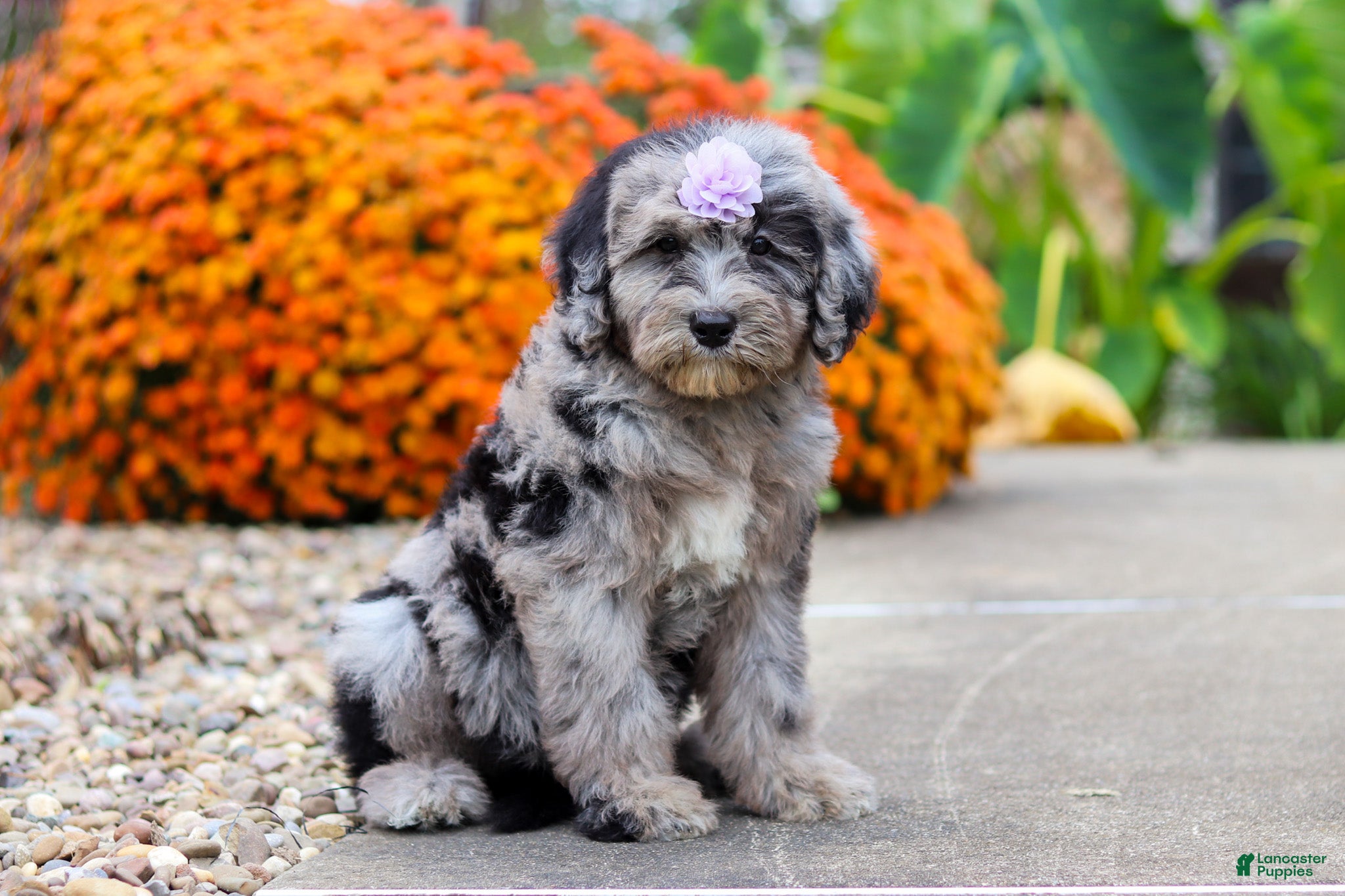 Sheepadoodle dogs Mimi - Ad 2