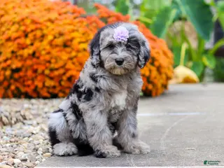 Sheepadoodle dogs Mimi - Ad 2