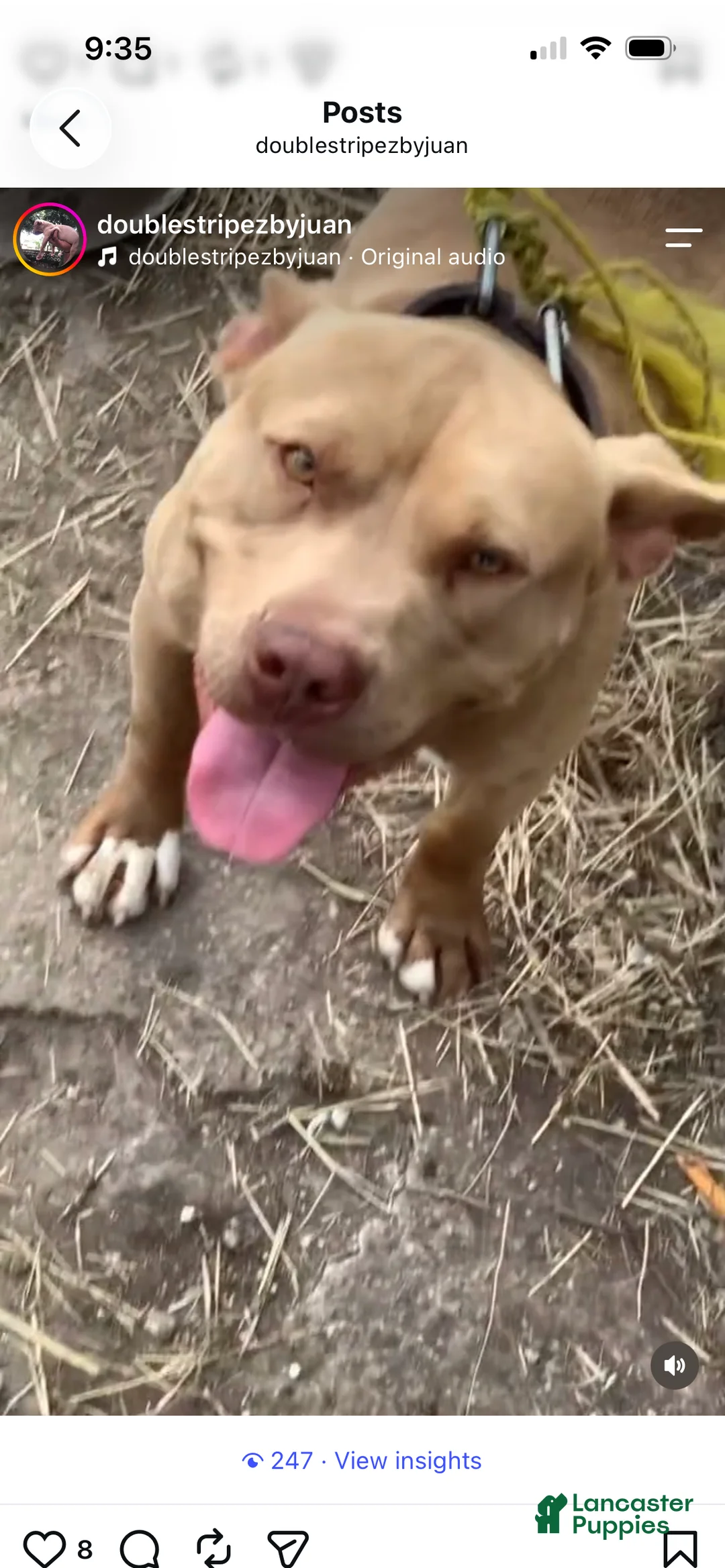 American Pit Bull Terrier dogs for sale: American Pit Bull Terrier 2 - Ad 2