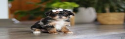 Yorkiepoo dogs for sale: Chanel - Ad 4