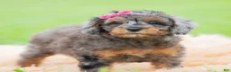 Toy Poodle dogs for sale: Fancy Girl AKC - Ad 5