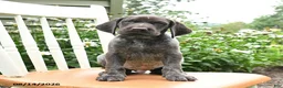 German Shorthaired Pointer dogs for sale: Rocky - Ad 4
