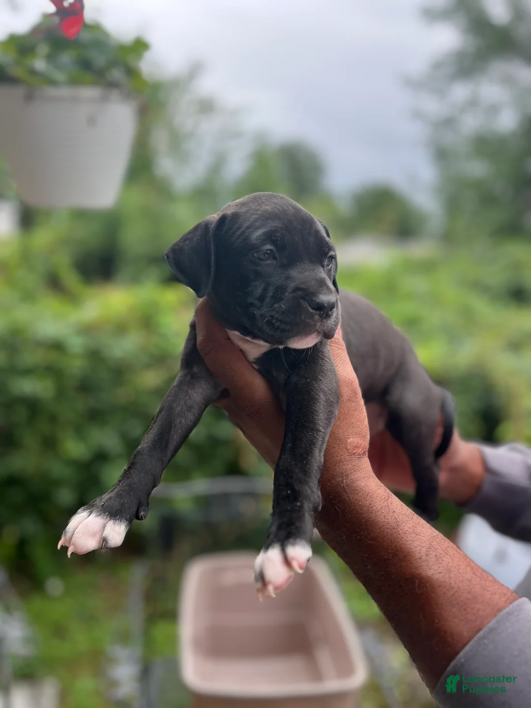 American Pit Bull Terrier dogs for sale: American Pit Bull Terrier 6 - Ad 2