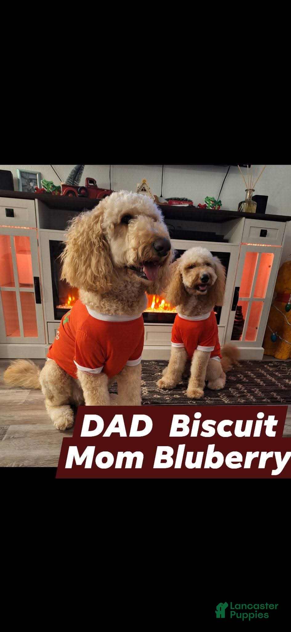 Goldendoodle dogs Goldendoodle Puppy 3 - Ad 2