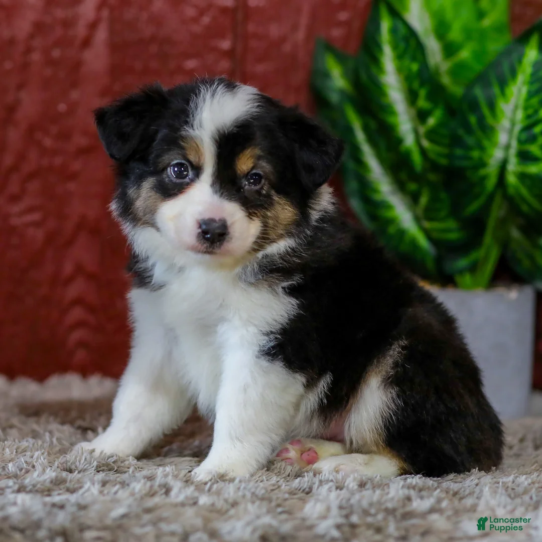 Miniature Australian Shepherd dogs for sale: Yvonne - Ad 1