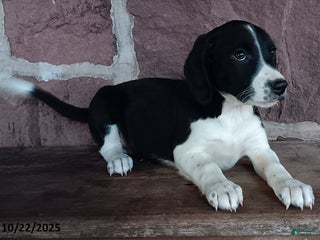 Mixed Breed dogs Preston - Ad 11