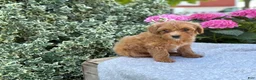 Toy Poodle dogs for sale: Pixie - Ad 8