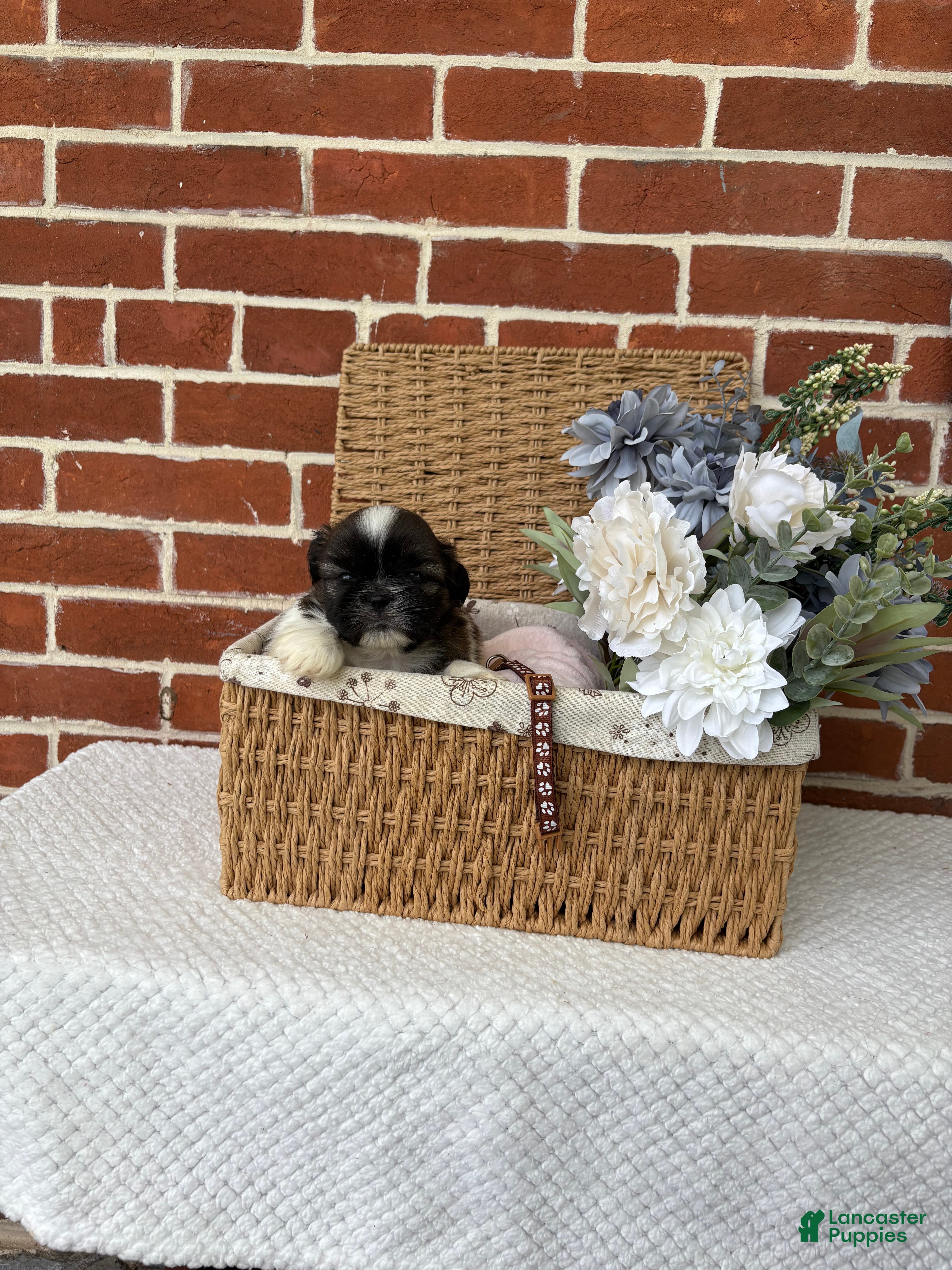 Shih Tzu dogs for sale: Linus - Ad 7