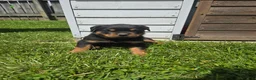 Rottweiler dogs for sale: Lilly - Ad 3