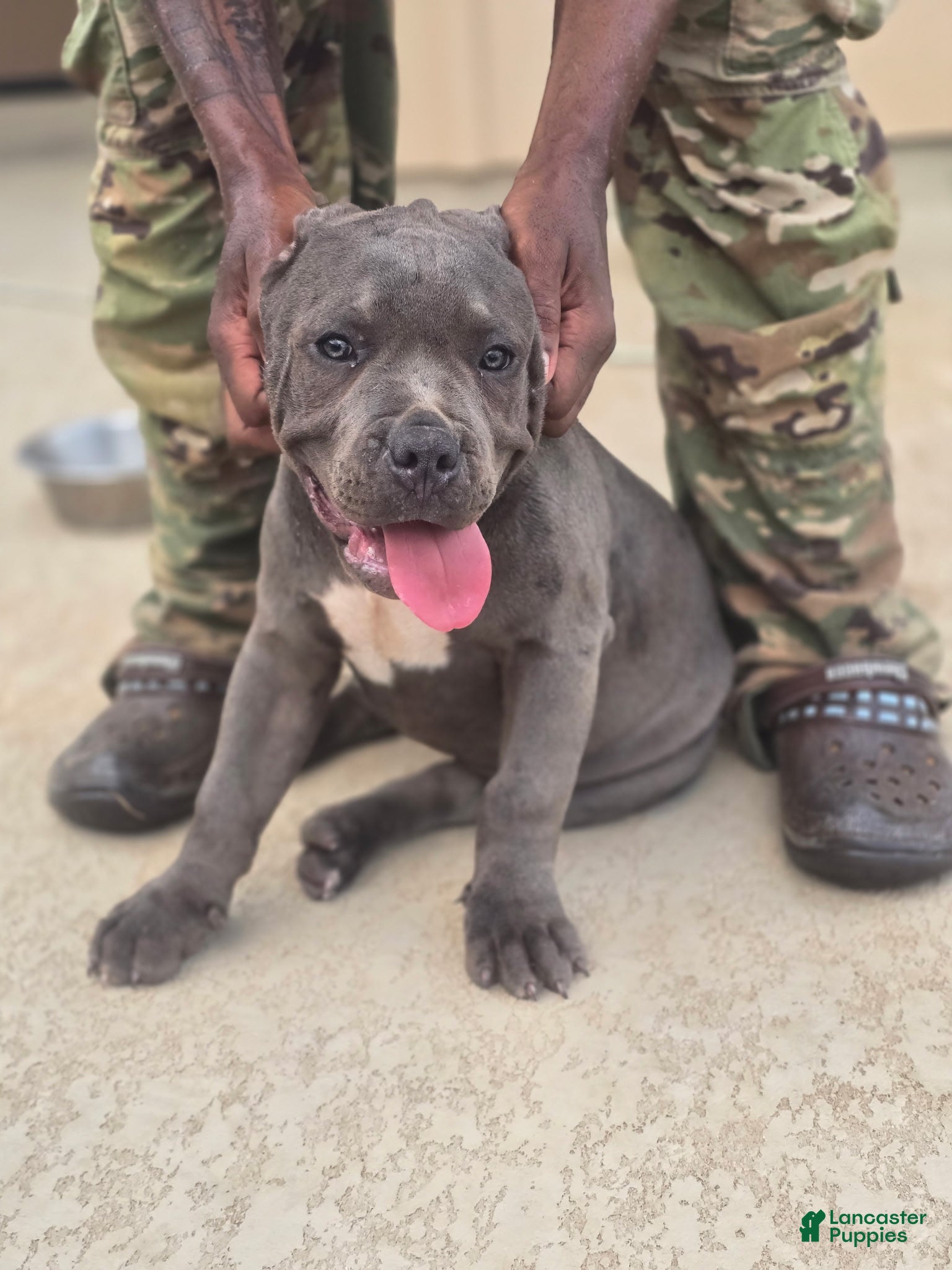 American Bully dogs Crestone - Ad 2