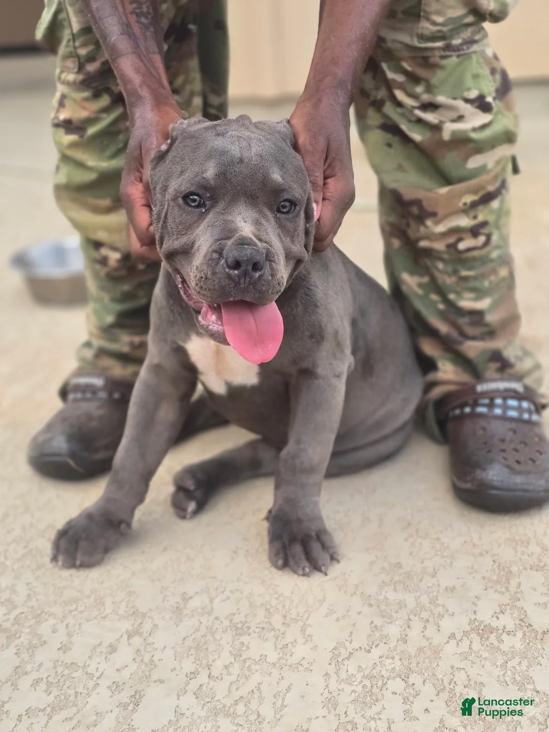 American Bully dogs for sale: Crestone - Ad 2