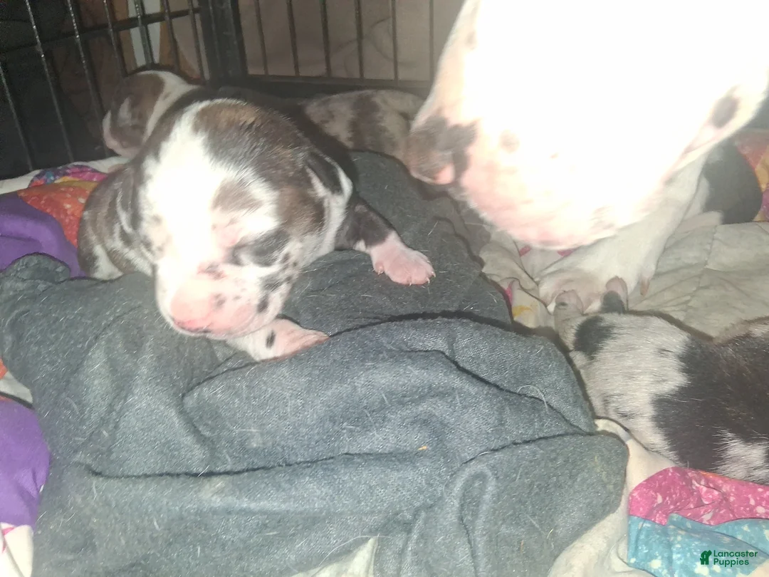 American Pit Bull Terrier dogs for sale: Cowboy - Ad 2