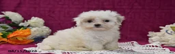 Maltipoo dogs for sale: Maggie - Ad 5