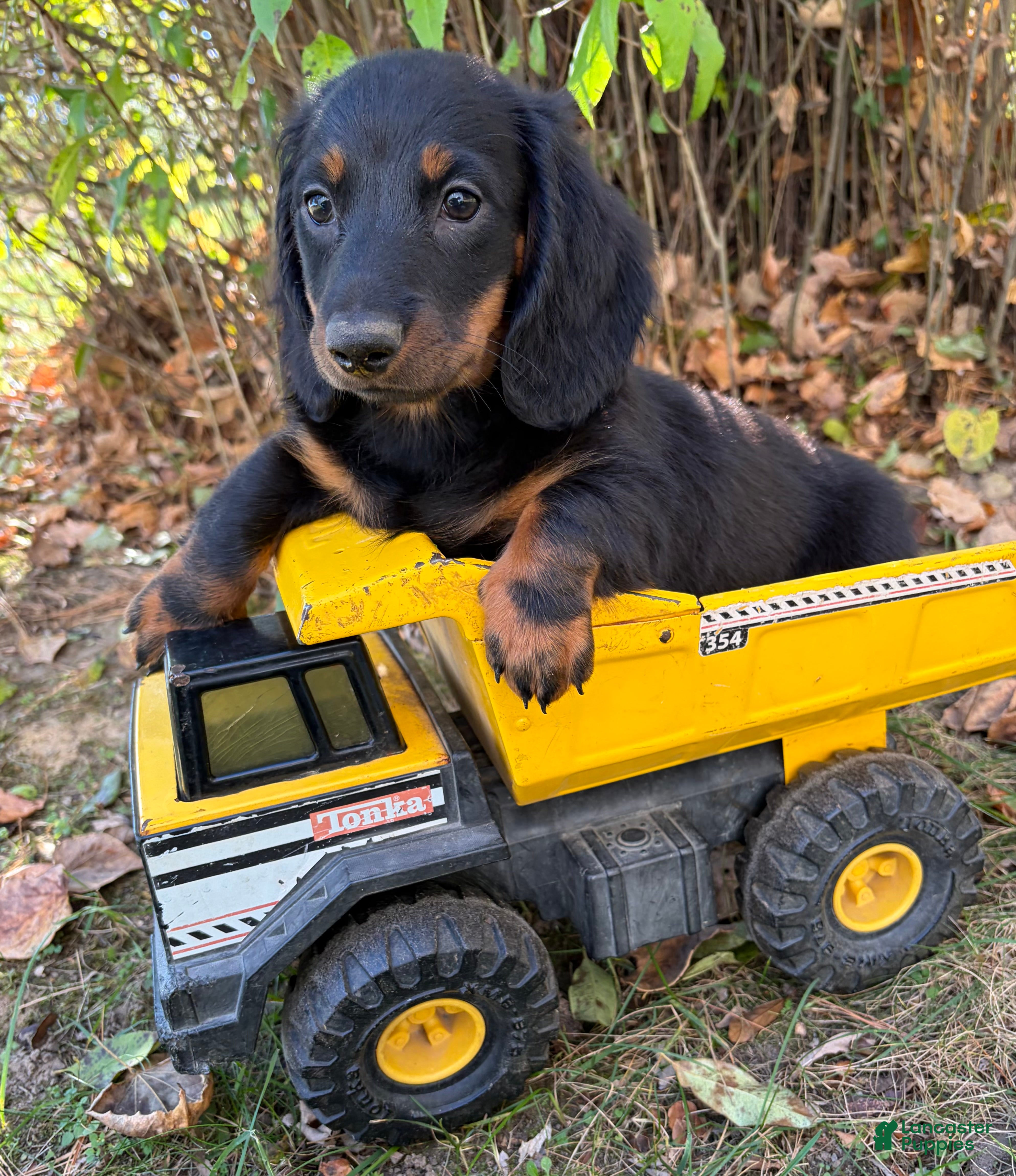 Dachshund dogs for sale: Teddy - Ad 2